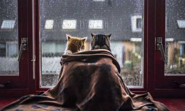 Погода в Украине 4 октября: дожди и резкое похолодание на западе