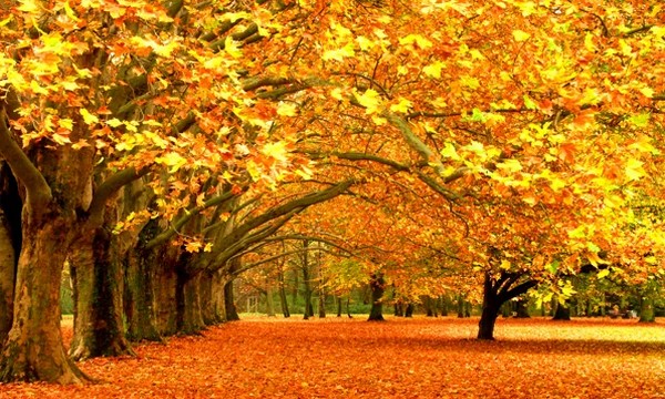 Аномально теплий листопад: синоптики прогнозують рекордні +20°C на заході України