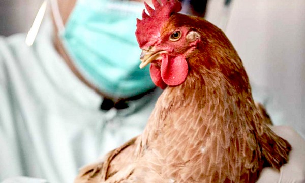 Рекордная вспышка птичьего гриппа зафиксирована в Германии в 2025 году