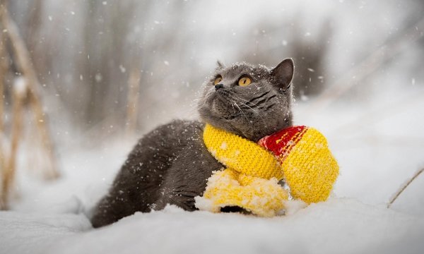 Синоптики опровергли слухи о «самой холодной зиме десятилетия»: Украину ждет мягкий ноябрь