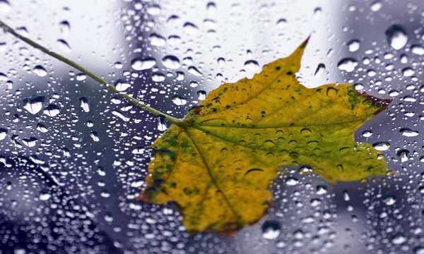 Погода 13 ноября в Украине: на западе без осадков, на востоке и юге – дожди