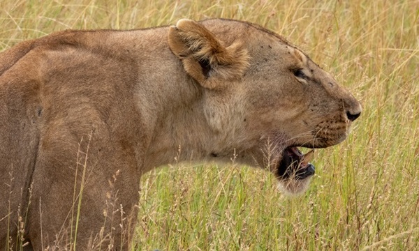 Втеча двух левиць у Хмельницькому: поліція відкрила справу через загибель тварин