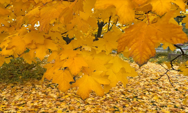 Погода на 15 листопада: в яких областях України буде найтепліше та де пройдуть дощі