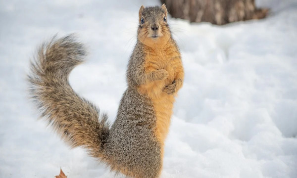 Снег или аномальное тепло: синоптик рассказал, какой будет погода в Украине в декабре