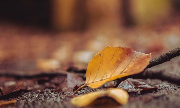 Прогноз погоды на 17 ноября: сухо и тепло в большинстве областей Украины