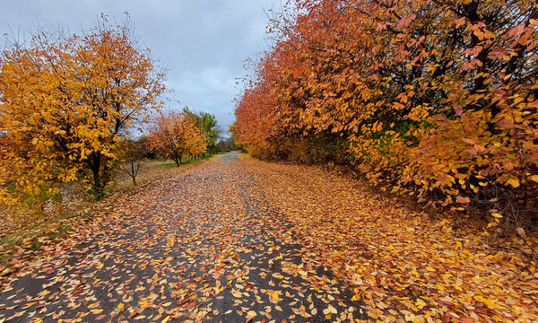 Погода в Україні 8 листопада: тепло, тумани та невеликі дощі на Заході