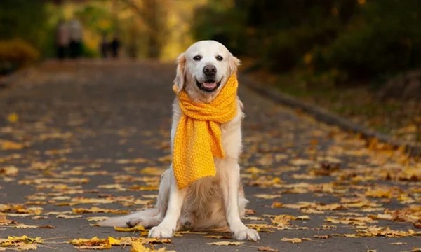 Погода в Украине 8 декабря: без осадков, но прохладно - где ожидается до +8°C