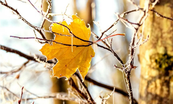 Погода в Украине 6 декабря: без осадков, но с ветром и ночными морозами