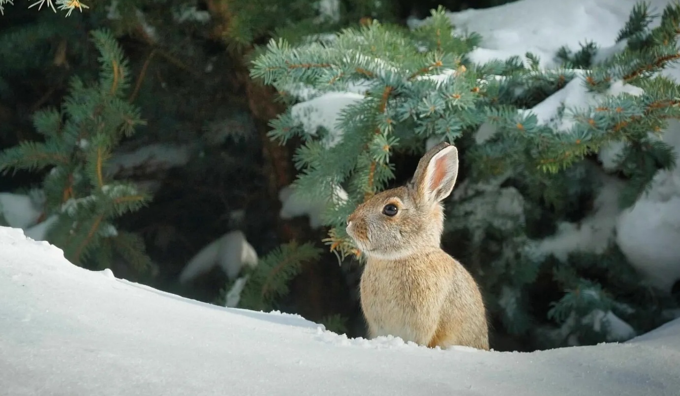 До +10 градусов: какой будет погода в Украине 17 декабря