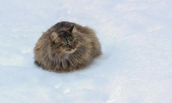 Какую погоду ждать в Украине 26 января