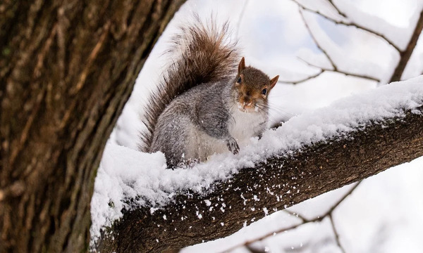 Погода на 25 января: в Украине снег, гололедица и морозы до -12 градусов