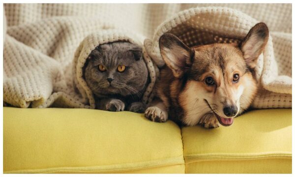 В Украине готовят закон, который позволит магазинам и кафе впускать животных без штрафов