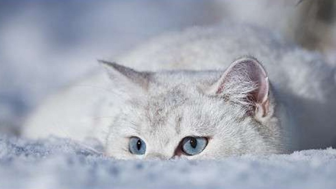 Последние морозы перед потеплением: прогноз погоды на 20 февраля.