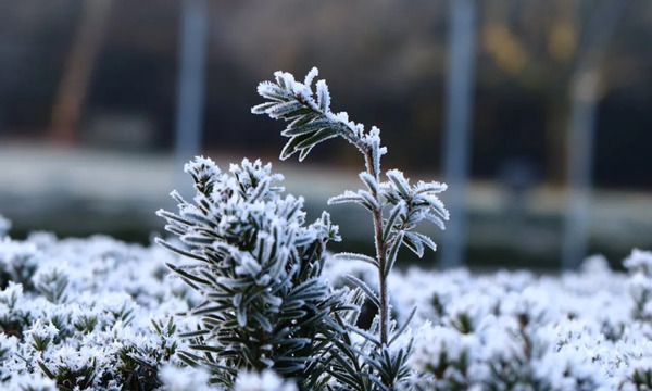 9 февраля празднуют День стоматолога, пиццы, волейбола и мученика Никифора