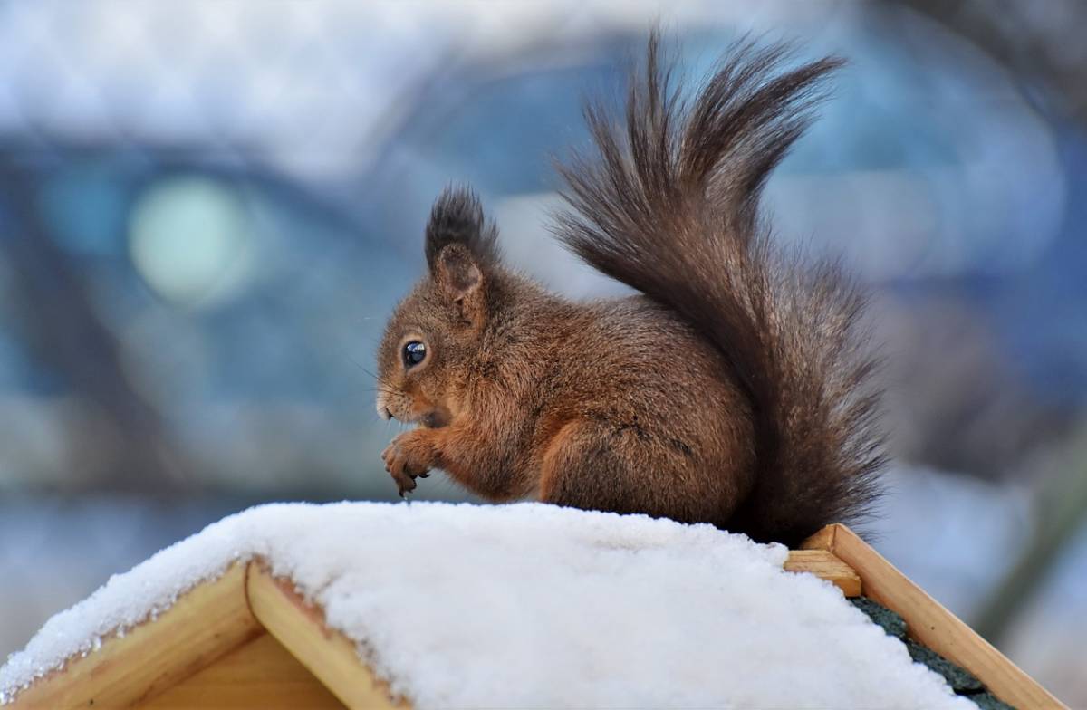Антициклон отступает: где в Украине будет ожидать снег, а где потепление