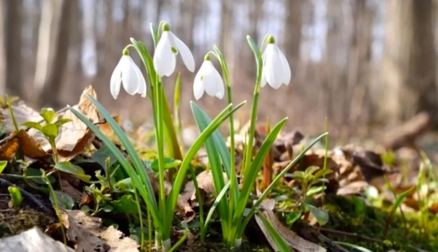 Погода в Украине в марте 2026: синоптики прогнозируют нормальные температуры и осадки