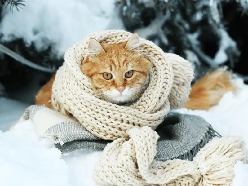 Сильные морозы до -27 и снег 4 февраля: детальный прогноз