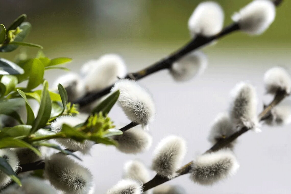 Погода в Україні 8 березня: потепління до +15 градусів