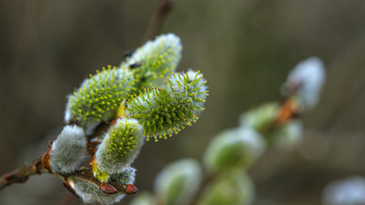 15 березня: церковні свята, міжнародні дні та пам’ять святих