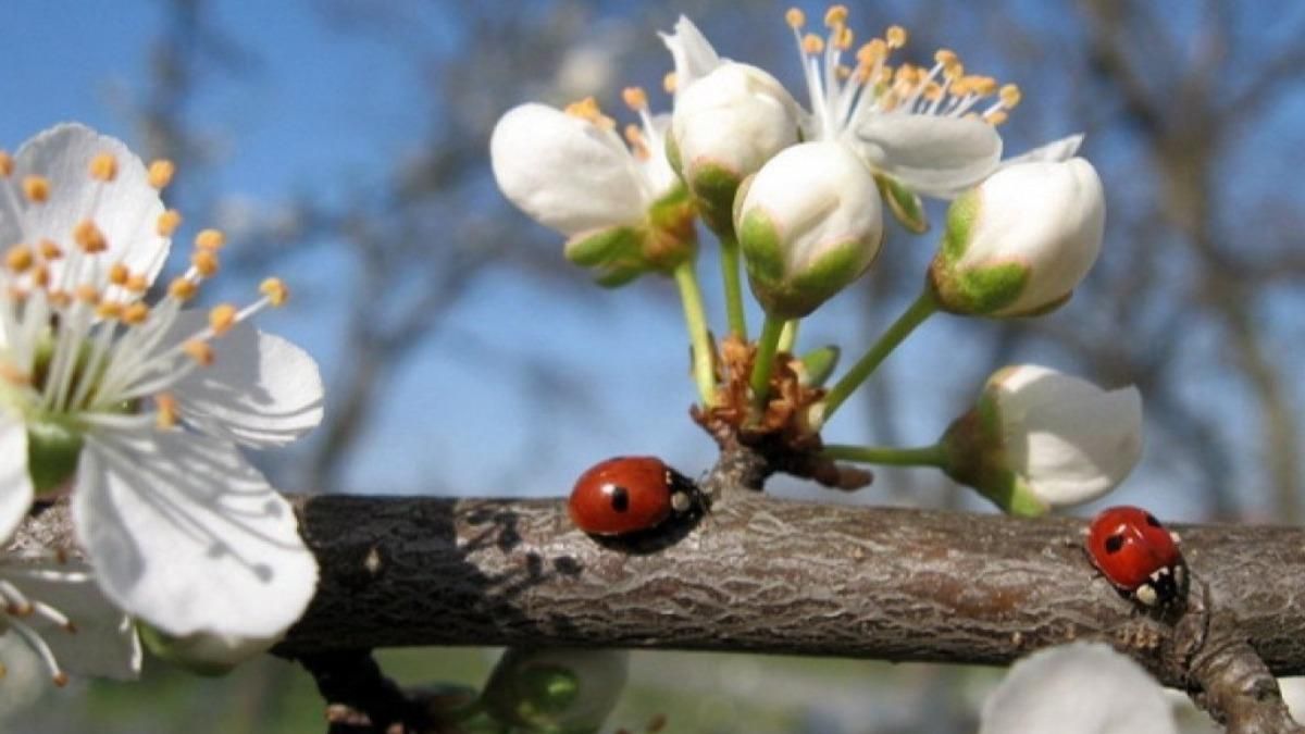 Погода в Украине в апреле 2026: будет ли тепло и сколько осадков прогнозируют синоптики