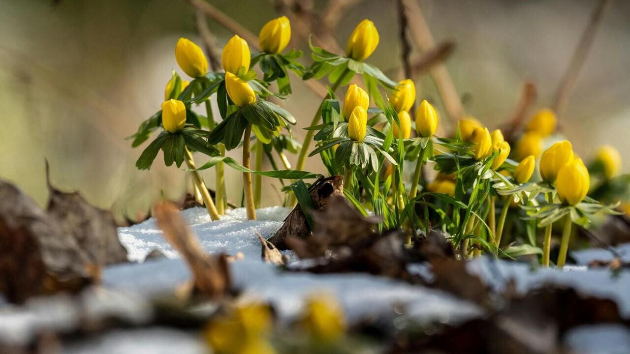 Погода в Украине 7 марта: без осадков и до +15 градусов на западе