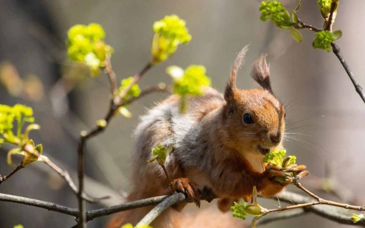 Погода в Украине 25 марта: где ожидать дождь и какой будет температура