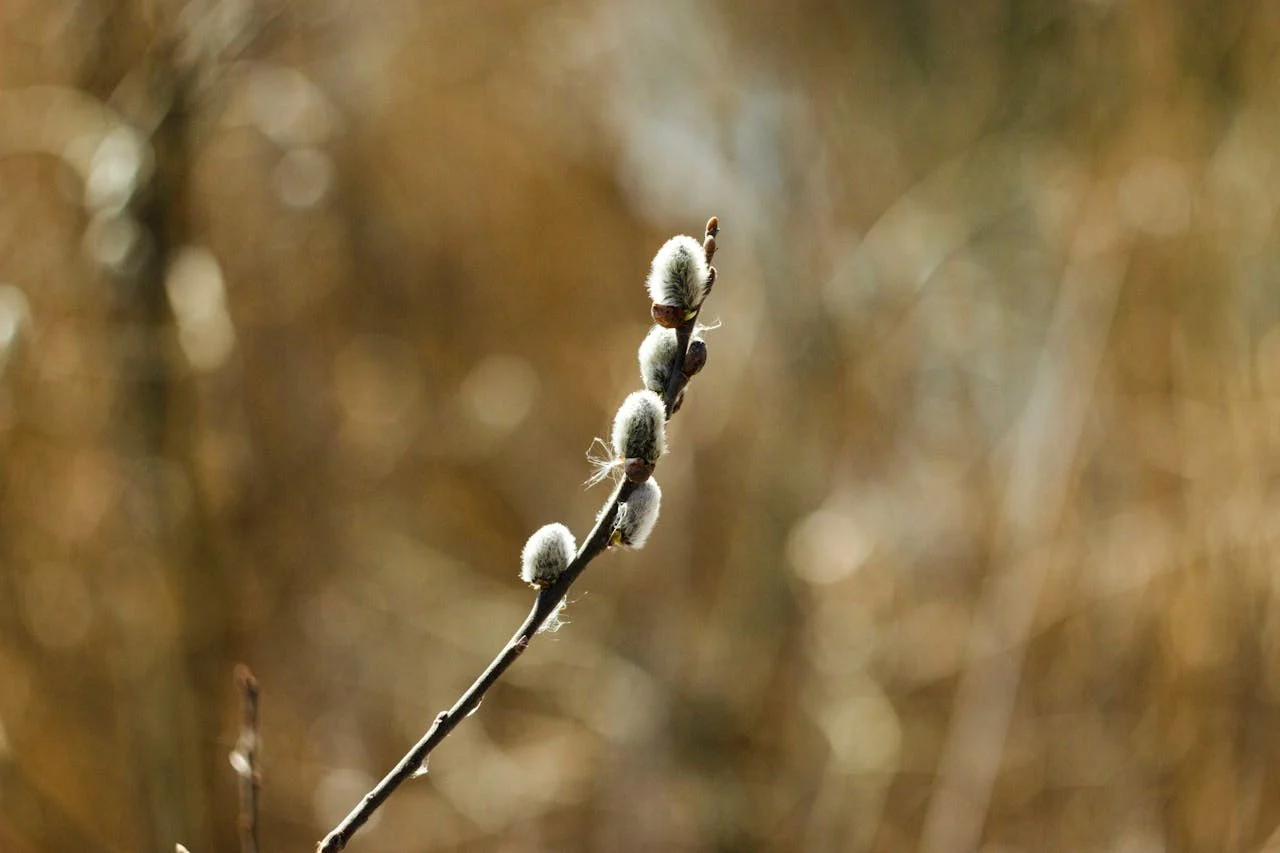 5 апреля: Вербное воскресенье, именины Георгия и главные приметы весны