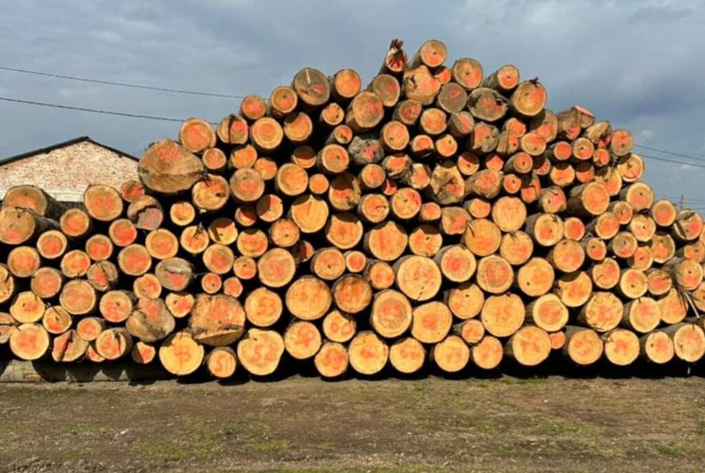 На Буковине разоблачена масштабная схема незаконного экспорта леса в Молдову: изъято имущества на 10 млн грн