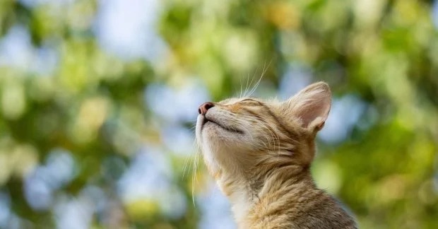 В Україні різко потеплішає: синоптик назвав температуру на початку травня і коли зникнуть заморозки