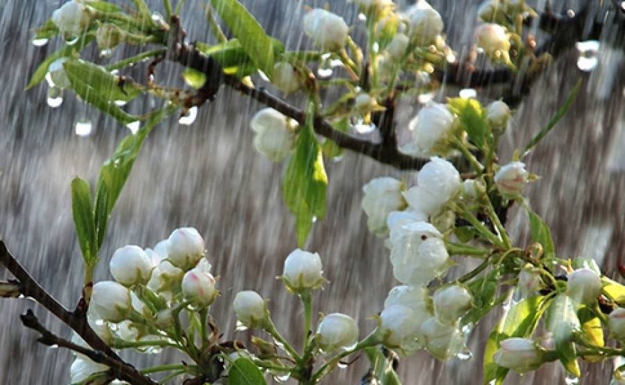 Погода на 6 квітня: Україну знову накриють дощі