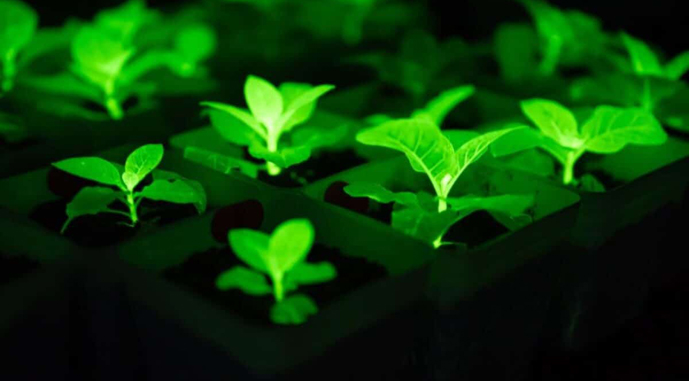 Живые фонари: в Китае представили светящиеся в темноте подсолнечники.