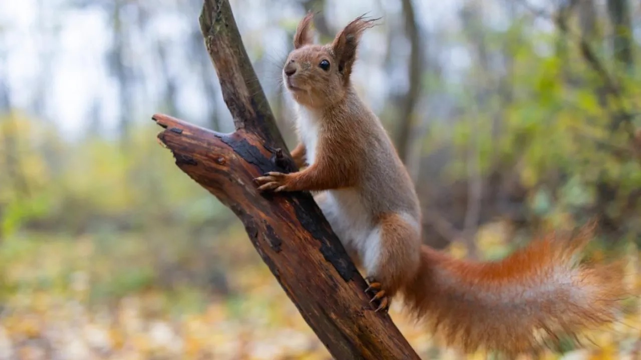Погода в Україні на 16 квітня: до +19, без опадів у більшості регіонів, місцями дощі