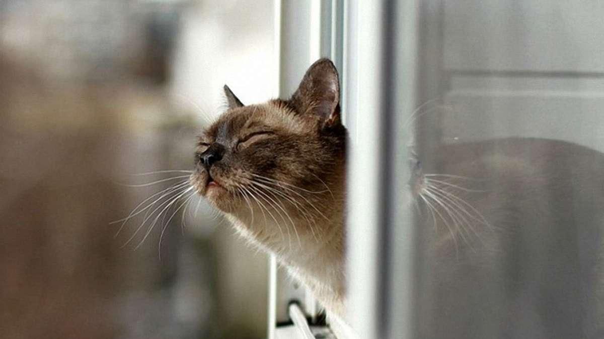 Потепління до +21 в Україні: синоптики назвали дату