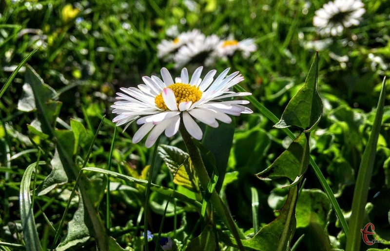 Прогноз погоды на 5 апреля: в Украину возвращаются заморозки