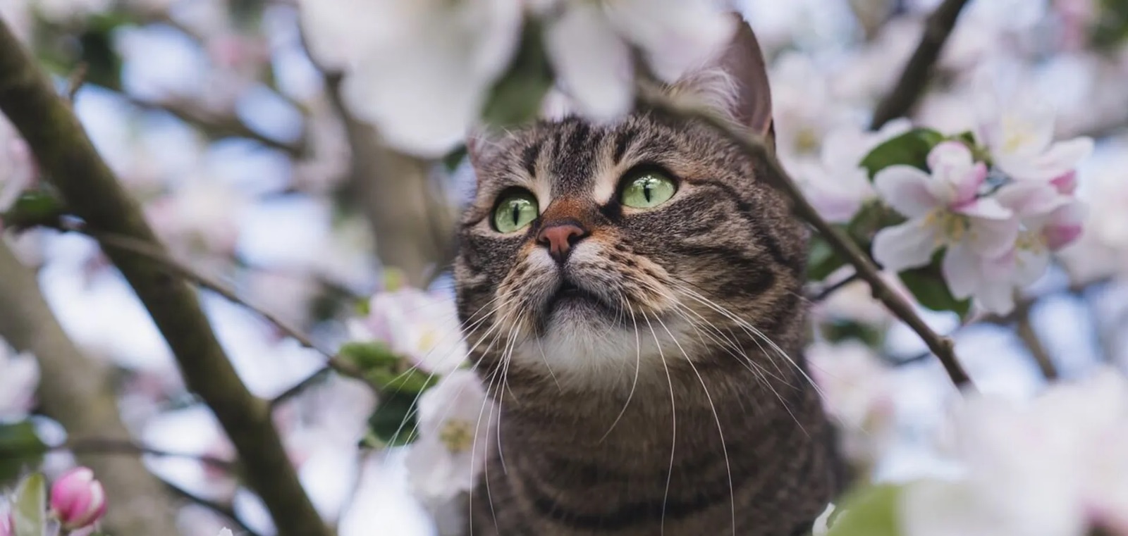 Погода в Україні: коли прийде потепління до +22 та скільки опадів очікується до кінця тижня