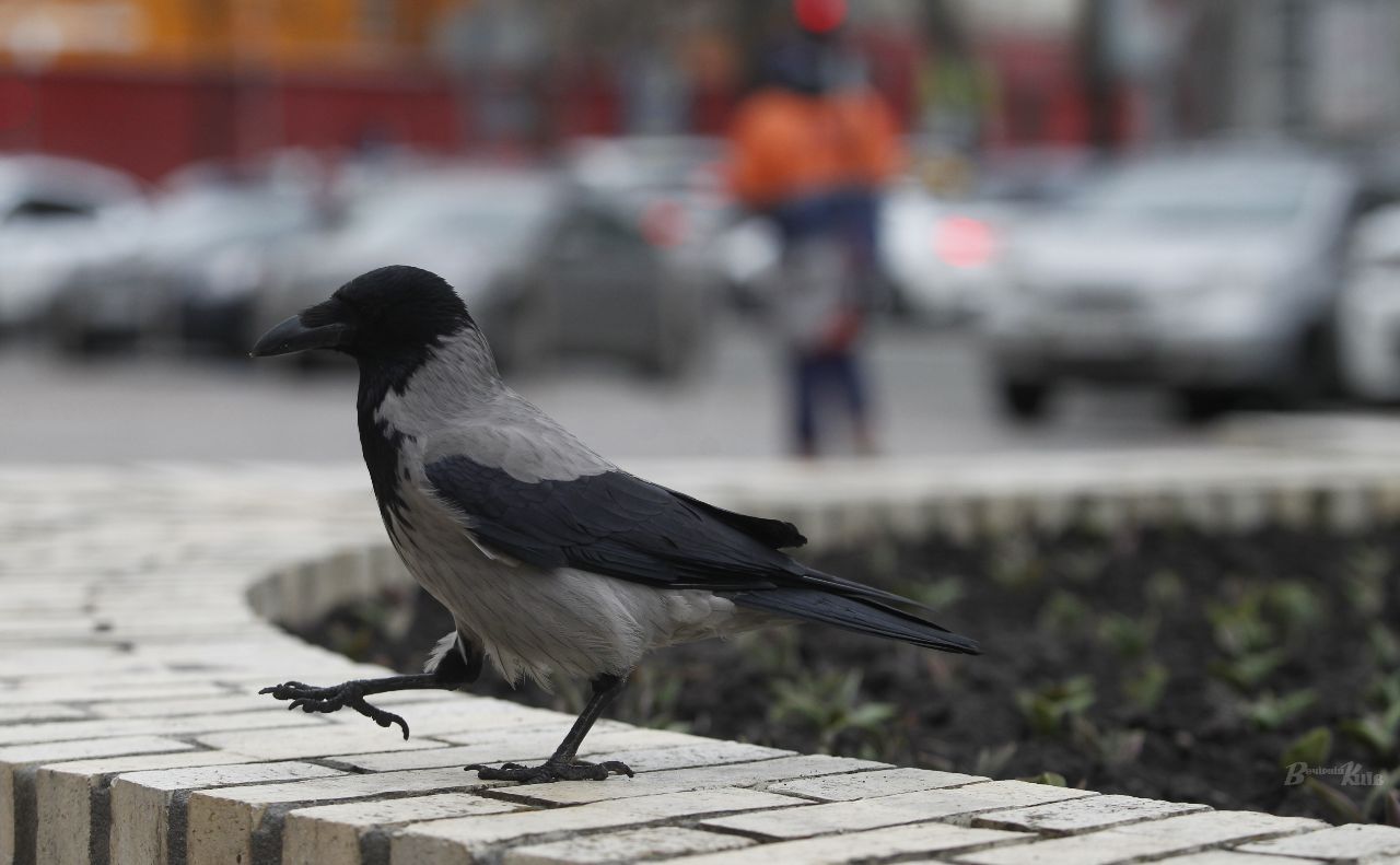 Погода на 13 апреля: в Украине потеплеет до +15, но придут дожди